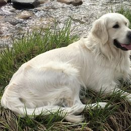Golden Retrievers from Barking Buckeyes