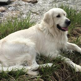 Golden Retrievers from Barking Buckeyes