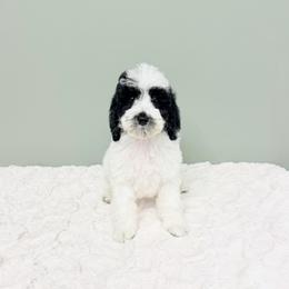 Johnny Appleseed - Black male Australian Labradoodle puppy in Springfield, Ohio from Dawson & Daryn's Royal Companions