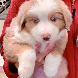 Miniature Australian Shepherd Puppies from Rowdy Ranch Tx
