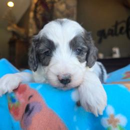Cosmos - Blue merle male Bernedoodle puppy in Blackfoot, Idaho from Draper Mountain Doodles