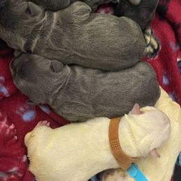 French Bulldogs from Cooking Up A Storm