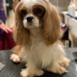 Cavalier King Charles Spaniel All Grown Up from Anita Barr's Cavalier King Charles Spaniels