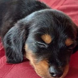 Dachshunds from Dachshund Kings and Queens