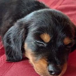 Dachshunds from Dachshund Kings and Queens