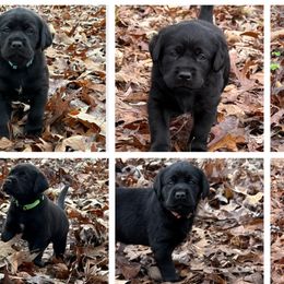 Labrador Retrievers from Perfect Storm Kennels