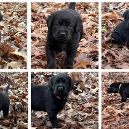 Labrador Retrievers from Perfect Storm Kennels