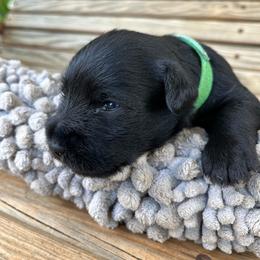 Baxter - Black male Miniature Schnauzer puppy in Dawson, Georgia from Faith Farm Miniature Schnauzers