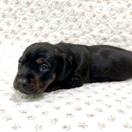Minnie - Black and tan female Dachshund puppy in Solon, Ohio from DobbKins