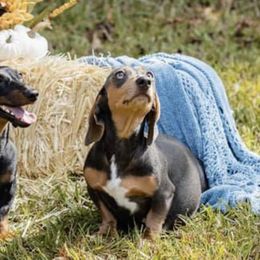 Dachshunds from Sugar Cane Dachshunds