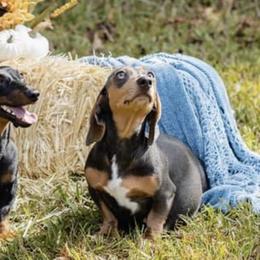 Dachshunds from Sugar Cane Dachshunds