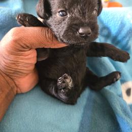 Boy 3 - Black male Miniature Schnauzer puppy in Titusville, Florida from Alysha's Grandbabies