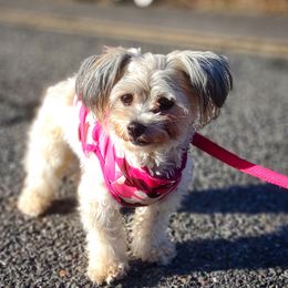 Elli - Havanese