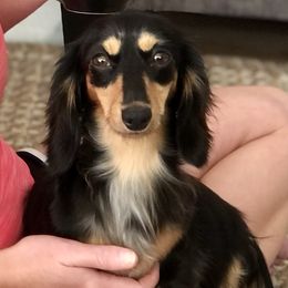 Baby Betty - Dachshund