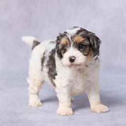 Silas - Merle male Cavapoo puppy in Apple Creek, Ohio from Grandeur Valley Puppies
