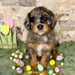 Maeve - Merle female Bernedoodle puppy in Midland, Michigan from Northern Charm Farm