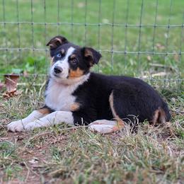 Girl 2 - Black tri-color female Australian Shepherd puppy in Keyser, West Virginia from Heartfelt Hollow Farm