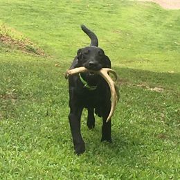 English Cocker Spaniels and Labrador Retrievers from Blue Clay Kennels, LLC.