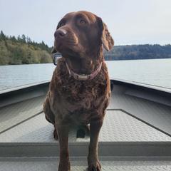 Heidi - Chesapeake Bay Retriever
