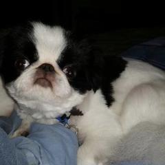 Chihuahua and Japanese Chin Puppies from Gift of Gods Favor