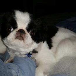 Chihuahua and Japanese Chin Puppies from Gift of Gods Favor