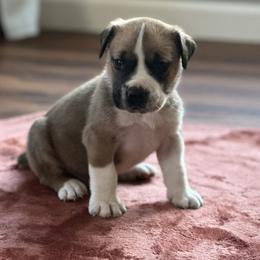 Blue-White Collar - Irish marked male Boerboel puppy in Wasilla, Alaska from Northland Boerboels