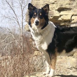 Old Time Scotch Collies from Hidden Orchard Farm
