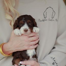 Strike - Tri-color female Bernedoodle puppy in Jackson, Missouri from Pincksten Family Doodles
