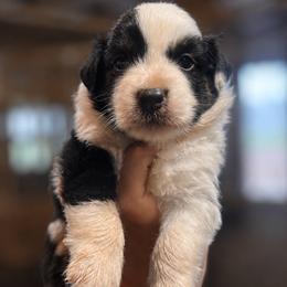 Sage AKC - Black tri-color female Australian Shepherd puppy in Polk City, Florida from Skaky Shepherds