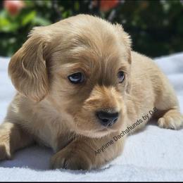Leon - Red male Dachshund puppy in Ben Wheeler, Texas from Anytime Dachshunds by D.B.