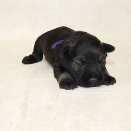 AKC 25010 - Salt and pepper male Miniature Schnauzer puppy in Mount Airy, Georgia from Miniature Schnauzers GA, LLC