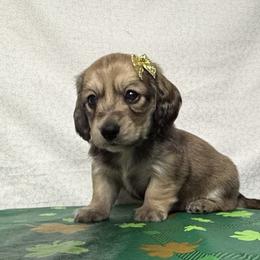 Phoebe - Cream female Dachshund puppy in Somerset, Pennsylvania from Rae’s Dapper Dachshunds
