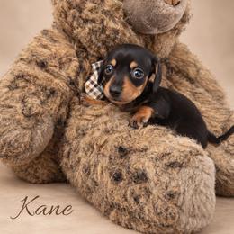 Kane - Black and tan male Dachshund puppy in Greenfield, Ohio from Buck Run Creek Dachshunds
