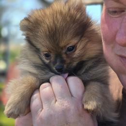 Girl 1 - Orange sable female Pomeranian puppy in Ontario, Oregon from S'more Pomeranians