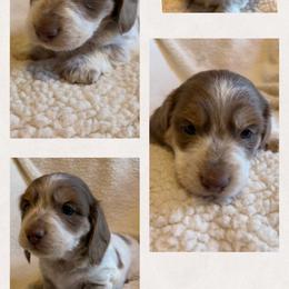 Major - Fawn (Isabella) male Dachshund puppy in Bentonville, Arkansas from T & D Dachshunds by design