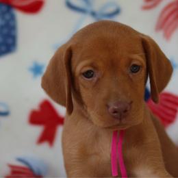 Glory - Golden rust female Vizsla puppy in Bloomington, Indiana from Envizion