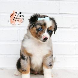 Miniature American Shepherd, Miniature Australian Shepherd, and Toy Australian Shepherd Puppies from Hydden Aussies