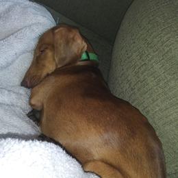 Ruby - Dachshund
