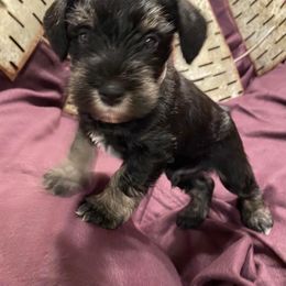 Miniature Schnauzer Puppies from Beyond Blessed Pawz