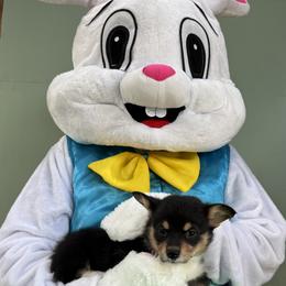 15 yellow collar - Black and tan female Pembroke Welsh Corgi puppy in Port Republic, Maryland from Bestfurends