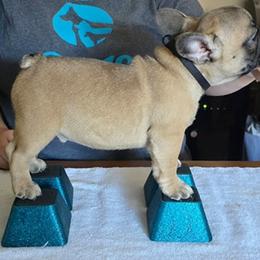 Herbie - Fawn male French Bulldog puppy in Three Rivers, Michigan from Jemms Kennels