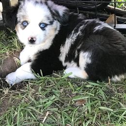 "Katy (now Koda)" Miniature Australian Shepherd Puppies from Eldorado Ranch Mini Aussies