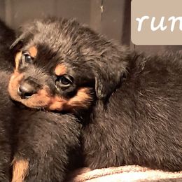 Girl 2 - Black and mahogany female Rottweiler puppy in De Witt, Iowa from Irish Eyes Kennels