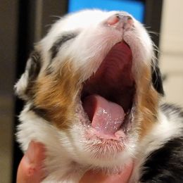 Miniature Australian Shepherds and Toy Australian Shepherds from Ollie's Aussies
