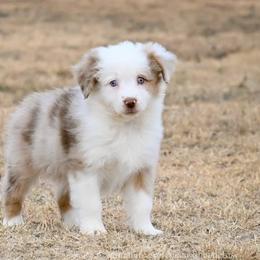 Rider - Red merle female Miniature American Shepherd puppy in Snyder, Texas from RLA Miniature American Shepherds