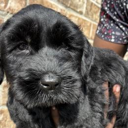 Giant Schnauzers from Elevated Pearl Giants