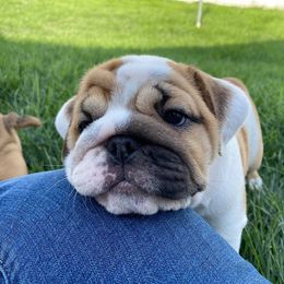 Bulldog Puppies from Winehaus Bulldogs