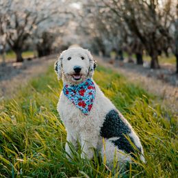 Lemon - Sheepadoodle