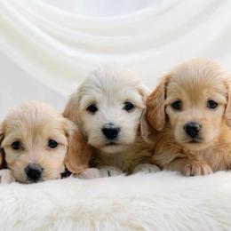 Crissy Longhair - Red female Dachshund puppy in Richmond, Virginia from Irresistible Dachshunds & Cavaliers