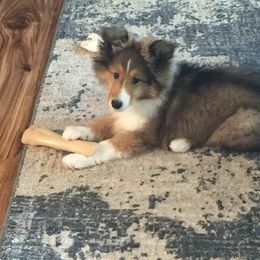 Shetland Sheepdog Puppies from Jo-C's Shelties